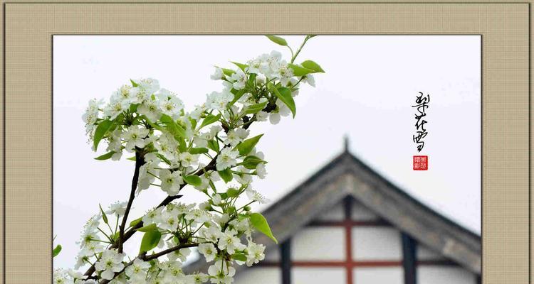大雪玫瑰在俄罗斯的花语是什么？