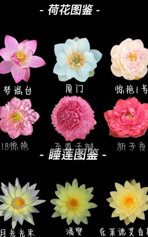 无畏契约莲花古城的花语是什么？如何理解莲花古城的花语含义？