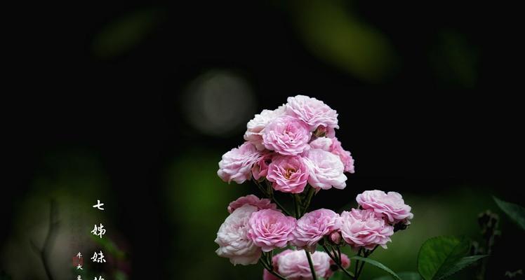 相亲见面时女生应该了解的花语是什么？