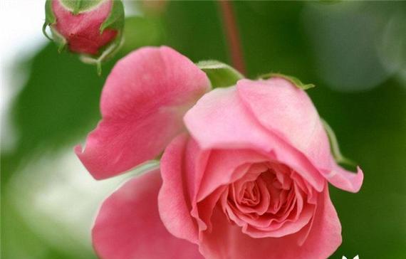 粉玫瑰花的花语是什么？送给女生有何特别含义？
