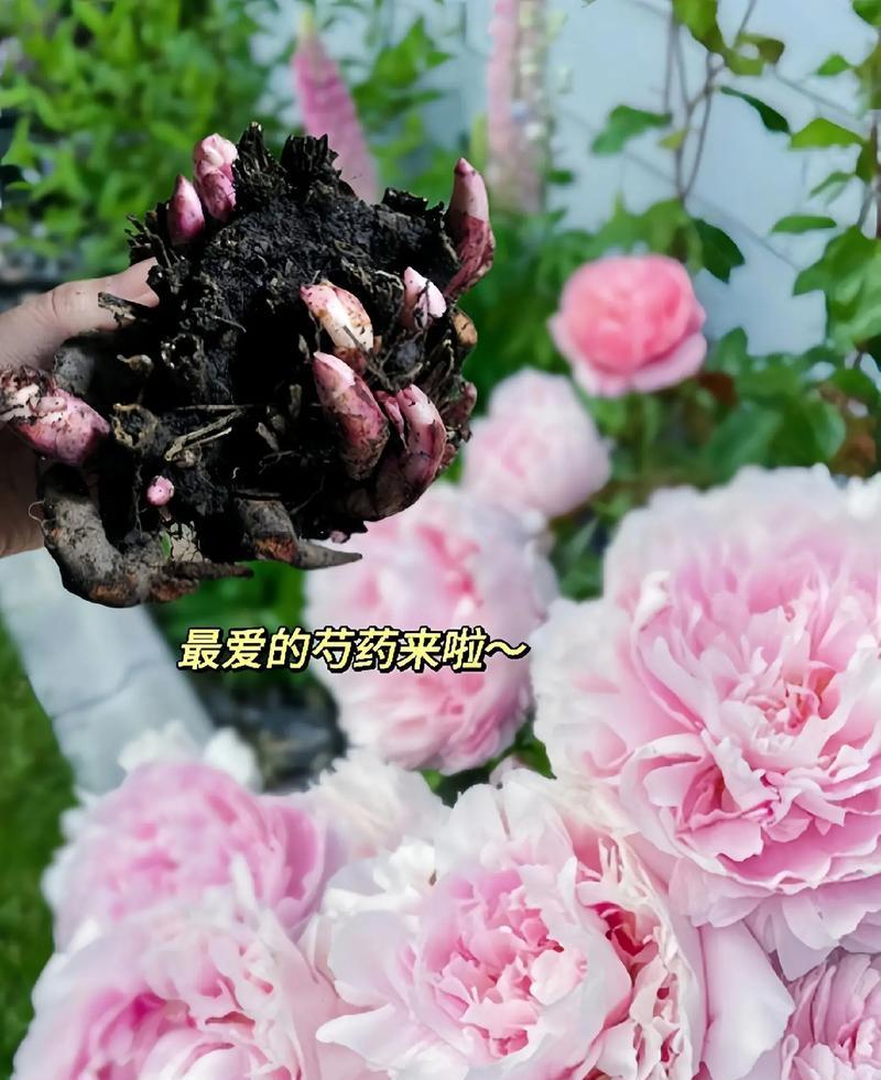 重磅芍药的花语有何深意？