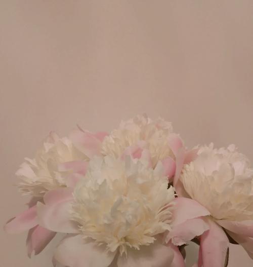 重磅芍药的花语有何深意？