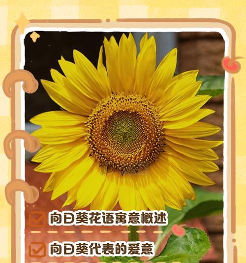 新向日葵花语是什么？新向日葵代表了哪些美好寓意？