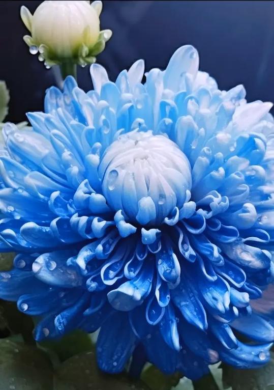 牡丹菊花语传递了哪些信息？