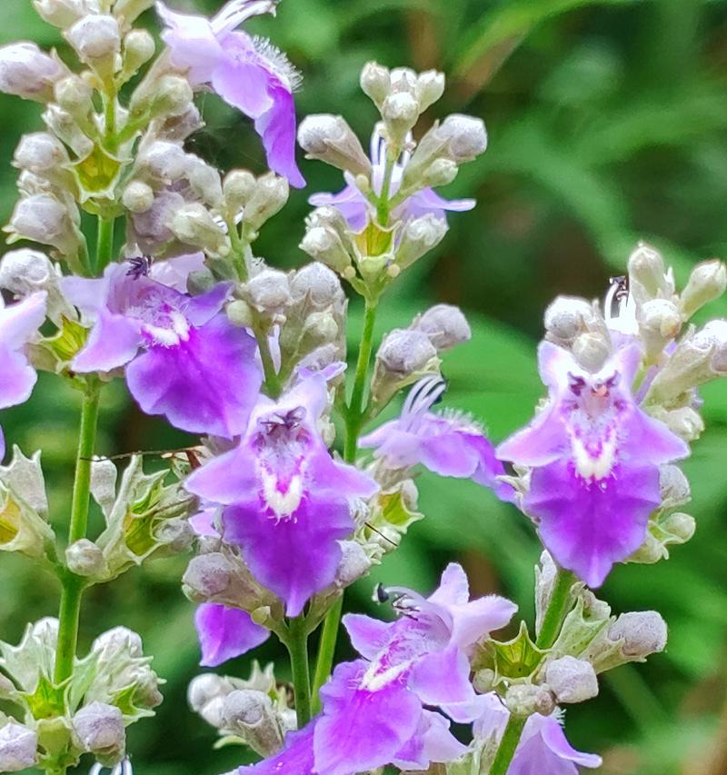 荆棘花的花语是什么？它代表了什么？