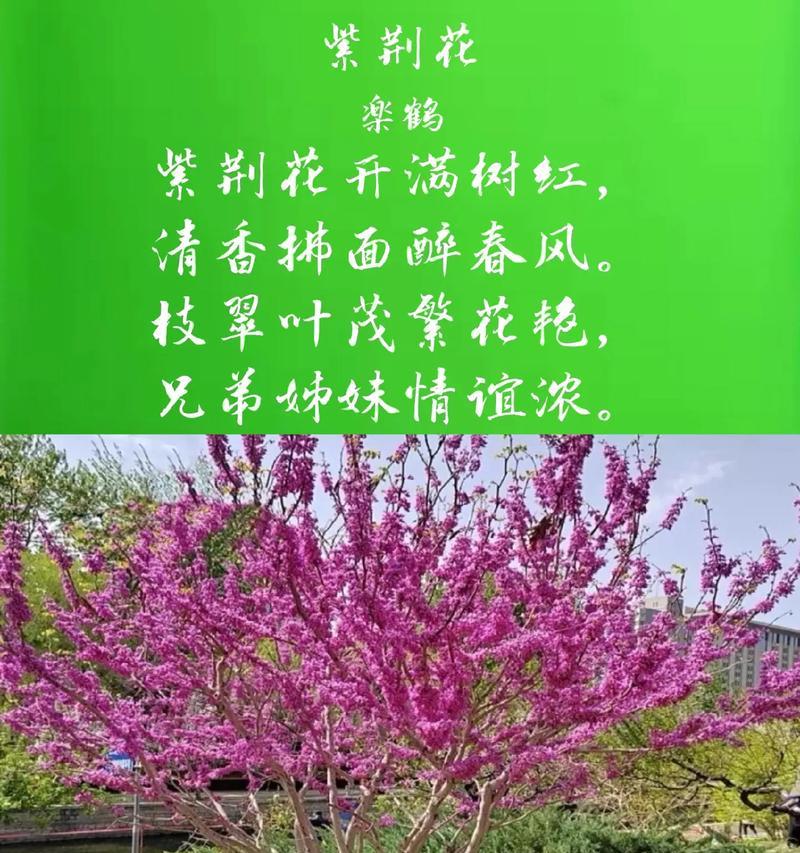 荆棘花的花语是什么？它代表了什么？