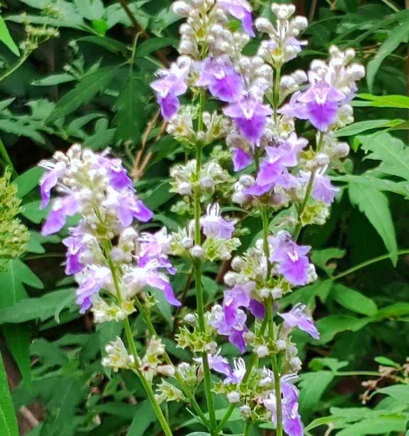 荆棘花的花语是什么？它代表了什么？