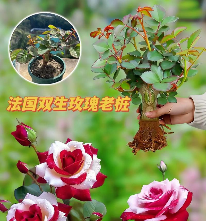 稀有玫瑰的花语和寓意有何特别之处？