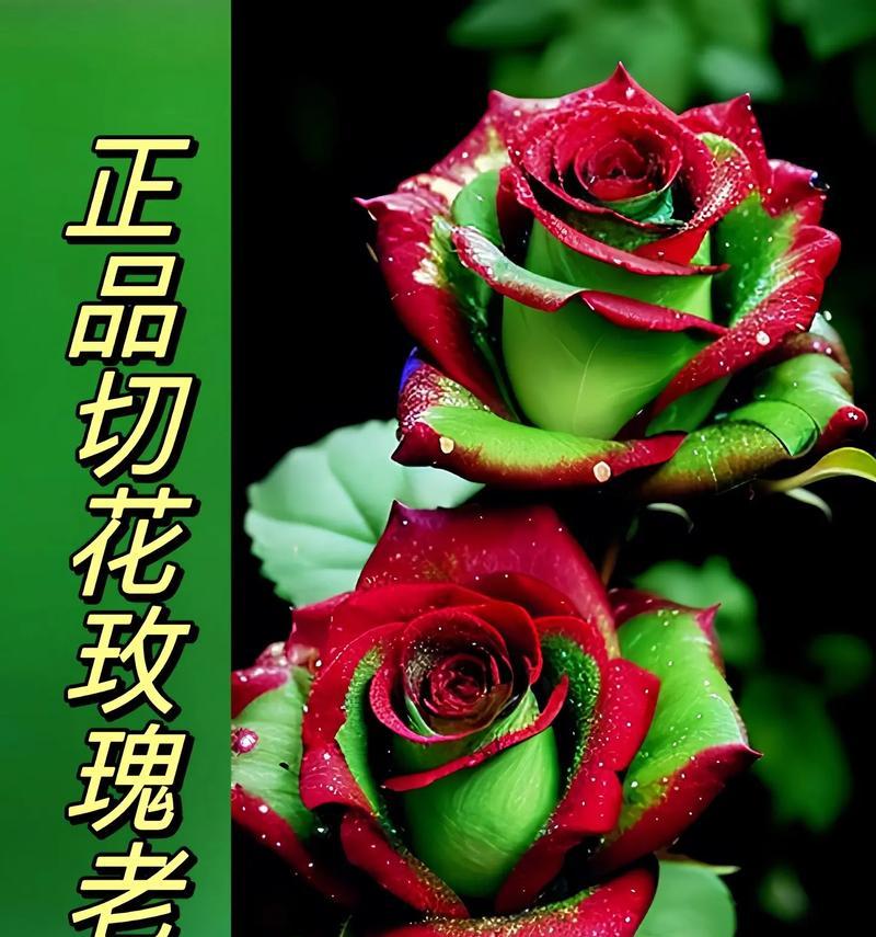 稀有玫瑰的花语和寓意有何特别之处？