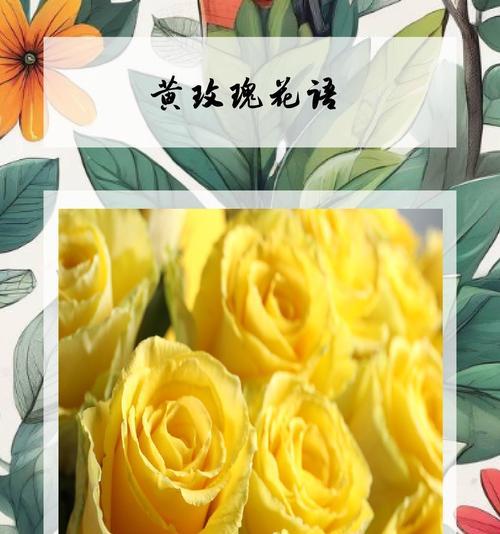 稀有玫瑰的花语和寓意有何特别之处？