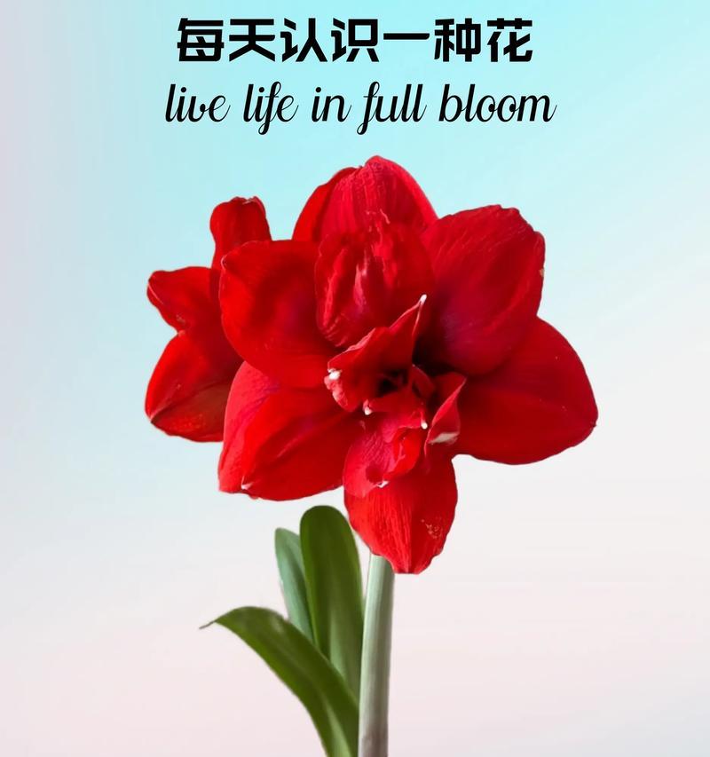 堇花的花语是什么？它代表了哪种情感？
