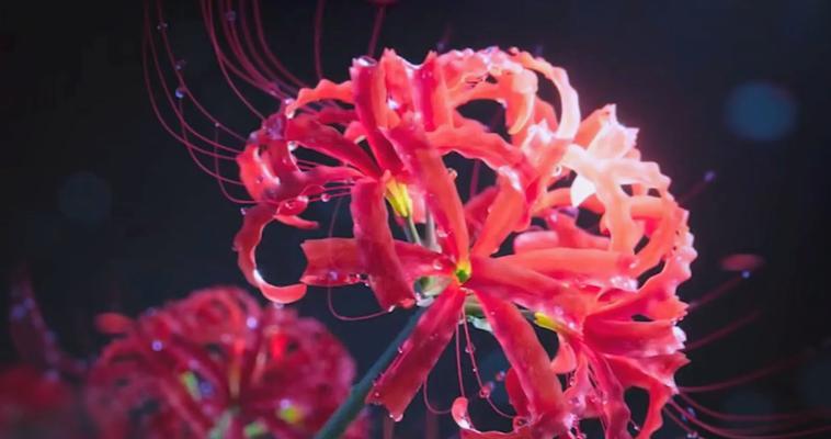 堇花的花语是什么？它代表了哪种情感？