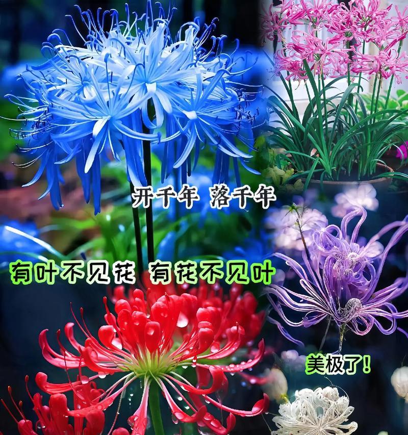 哪种花代表永恒决心？永恒决心的花语是什么？