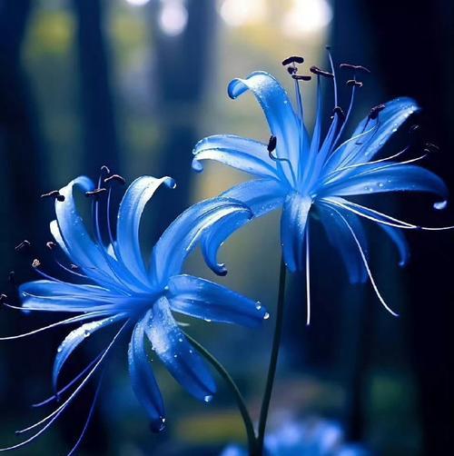 哪种花代表永恒决心？永恒决心的花语是什么？
