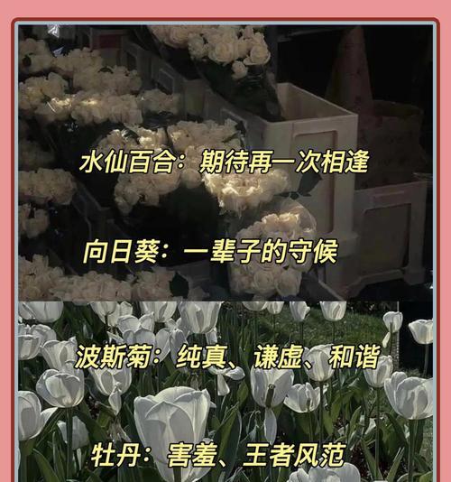 永远都爱自己的花语是什么？花语鸣笛又是什么意思？