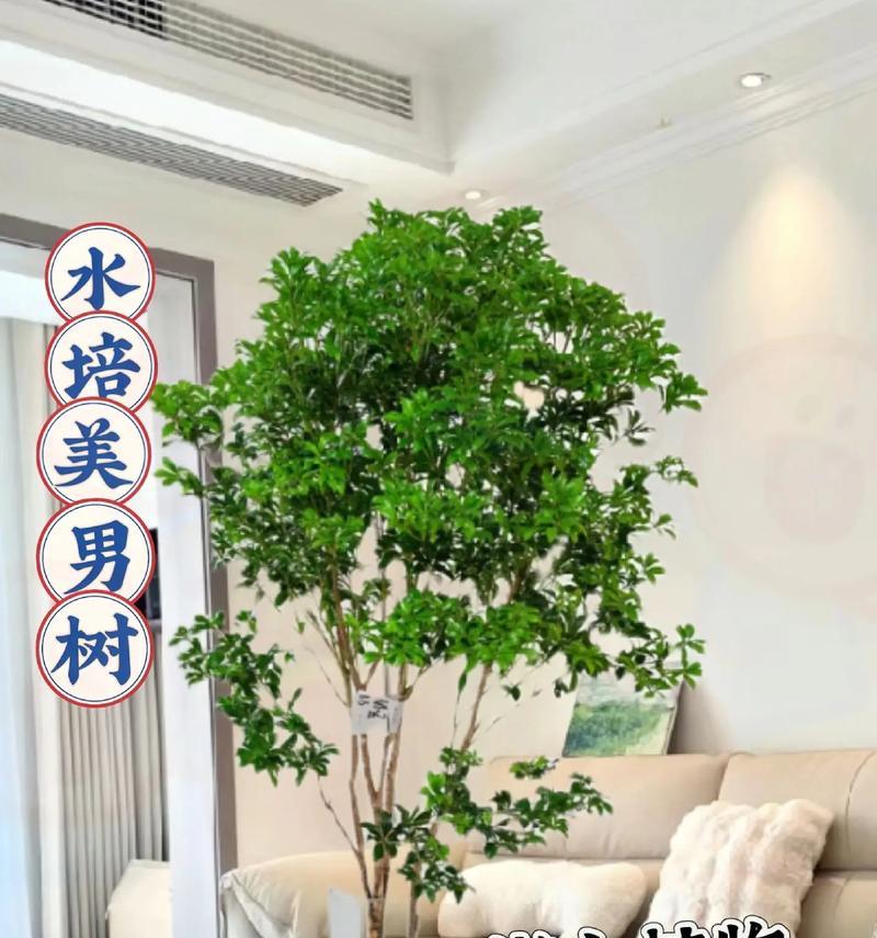 用哪种树的花语来夸赞男生？它象征着怎样的品质？