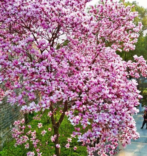 玉兰花的其他花语和寓意是什么？
