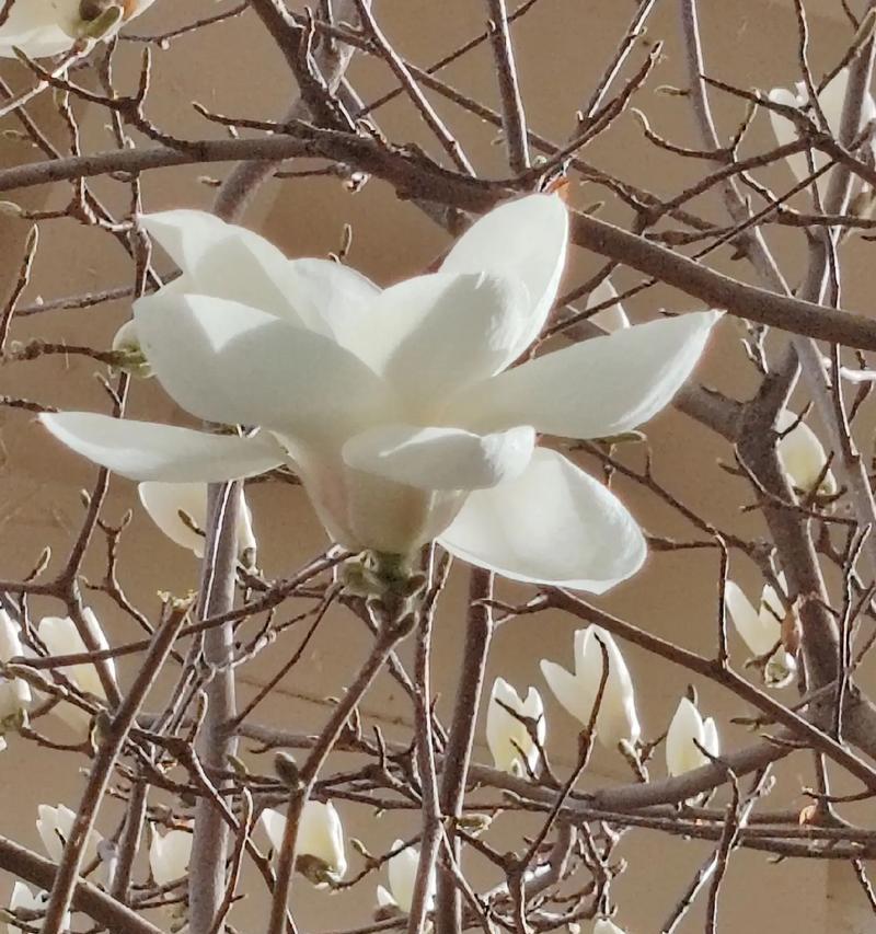 玉兰花的其他花语和寓意是什么？