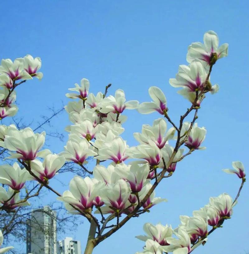 玉兰花的其他花语和寓意是什么？
