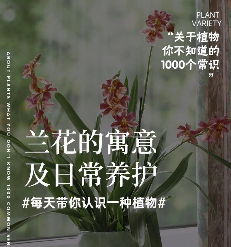 道具美丽的兰花花语是什么？道具美丽的兰花寓意有哪些？