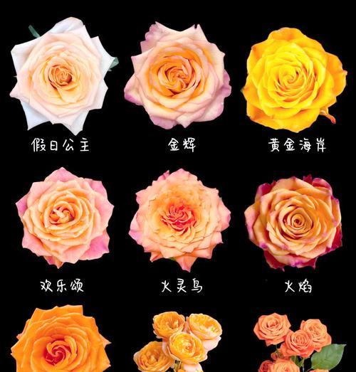 十四朵玫瑰花语是什么意思？14朵玫瑰代表什么？