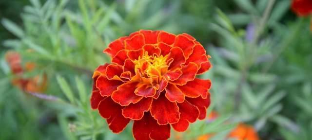 雪见花代表什么意义？花语中雪见花的寓意是什么？