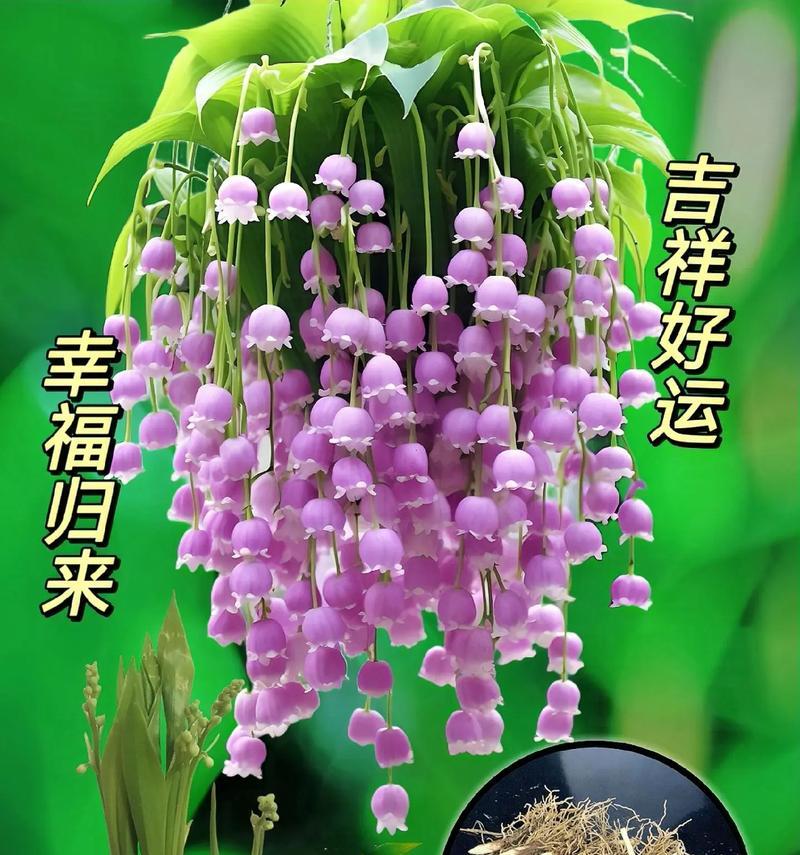 雪见花代表什么意义？花语中雪见花的寓意是什么？