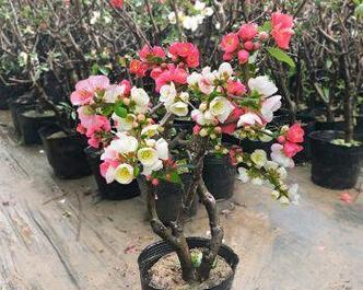 雪见花代表什么意义？花语中雪见花的寓意是什么？