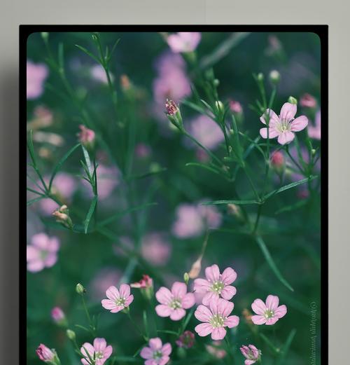 清冷张扬的花语是什么？它代表了怎样的性格？