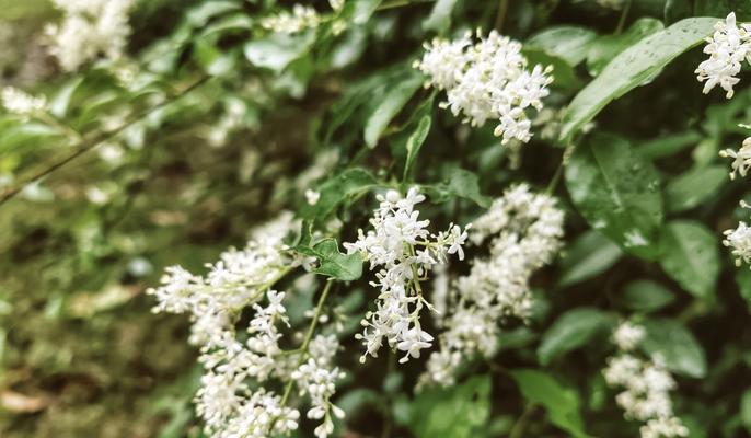 清冷张扬的花语是什么？它代表了怎样的性格？