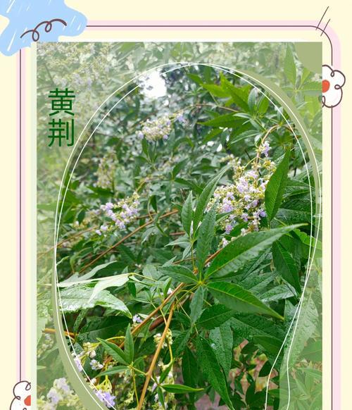 海岛黄荆的花语有何深意？