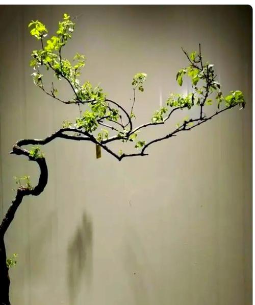 海岛黄荆的花语有何深意？
