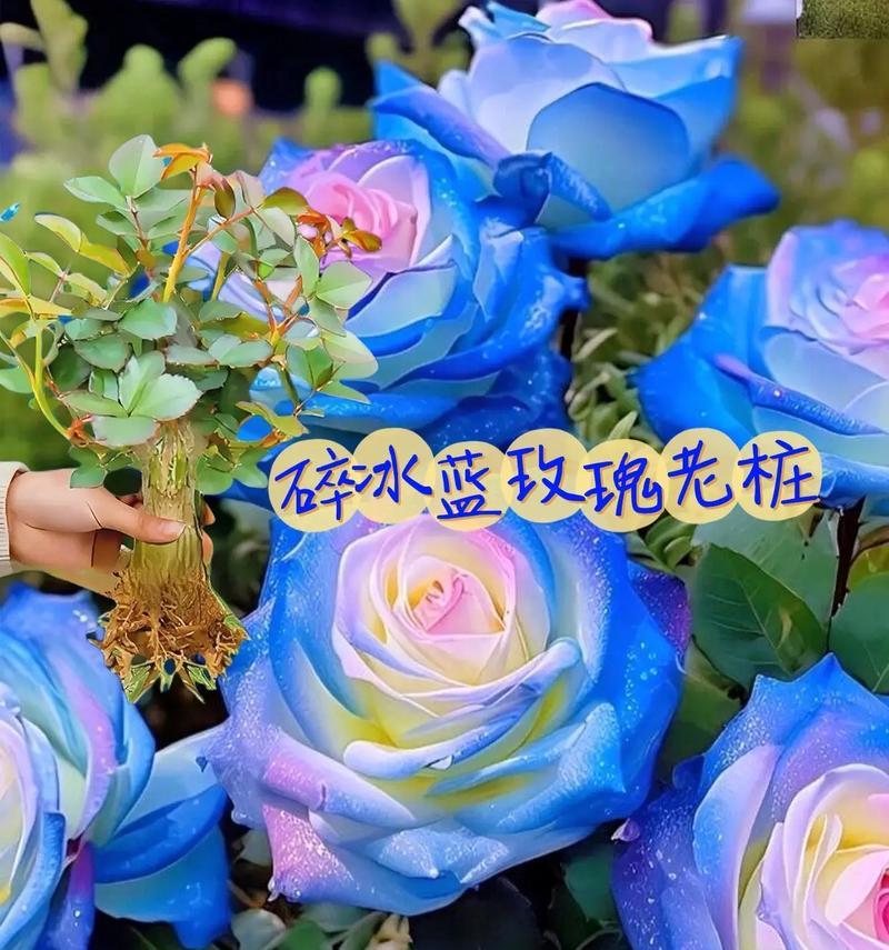 蓝色花的花语有哪些？蓝色花代表的含义是什么？
