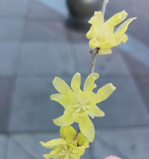 三朵红腊梅的花语有何含义？