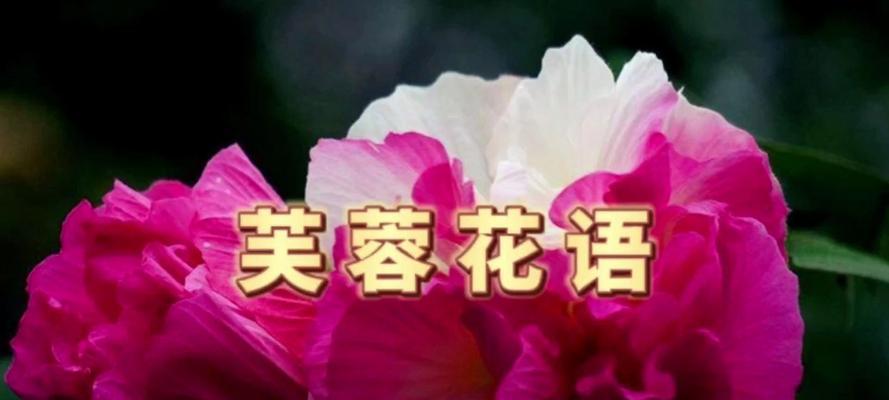 单瓣芙蓉的花语是什么？它象征着什么？