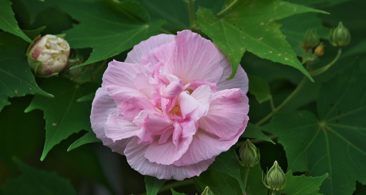 单瓣芙蓉的花语是什么？它象征着什么？
