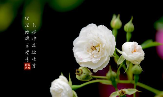 友爱互助的花语有哪些？