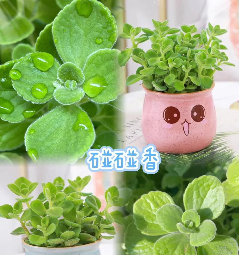 一抹香的花语寓意是什么？