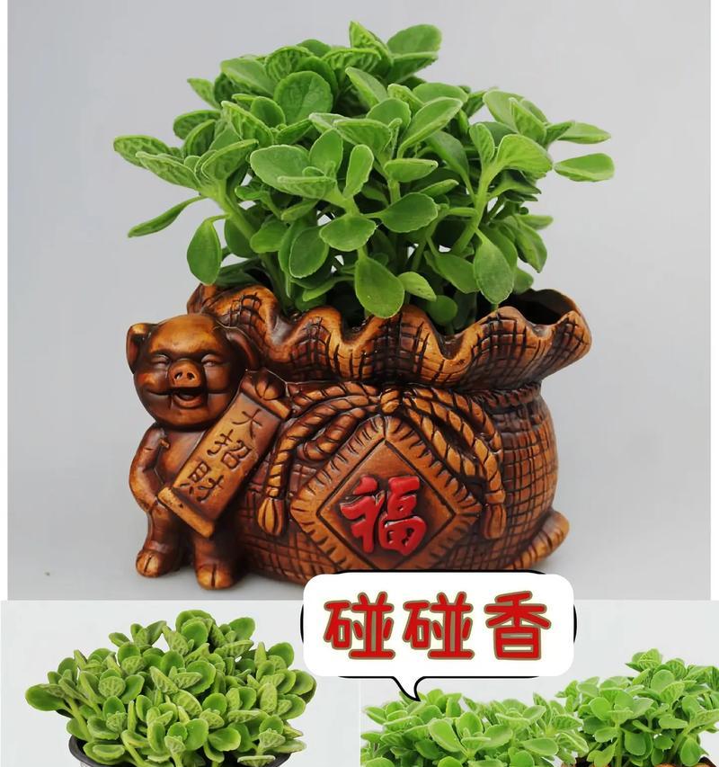一抹香的花语寓意是什么？