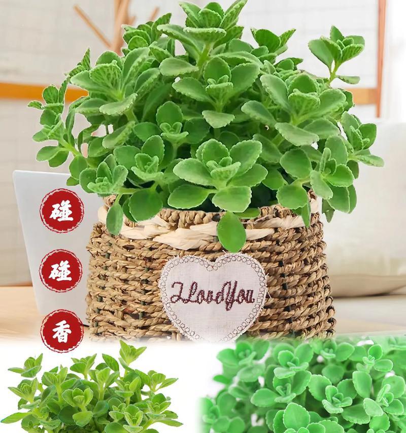 一抹香的花语寓意是什么？