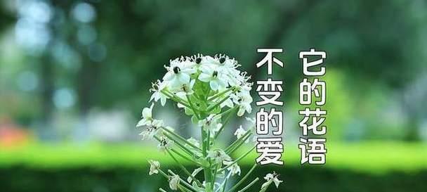 纯真不变的爱的花语代表什么？