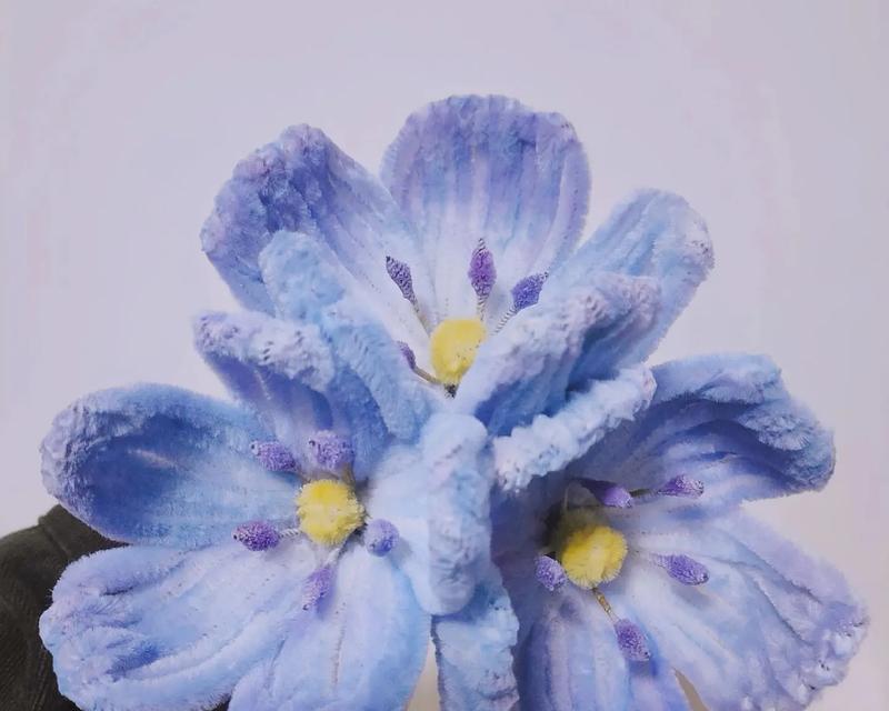 苍月草的花语是什么？蓝色苍月草有何特别含义？