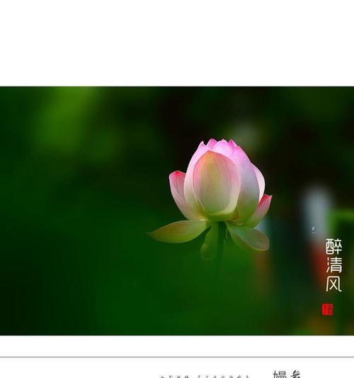 “花语清风”代表了什么含义？