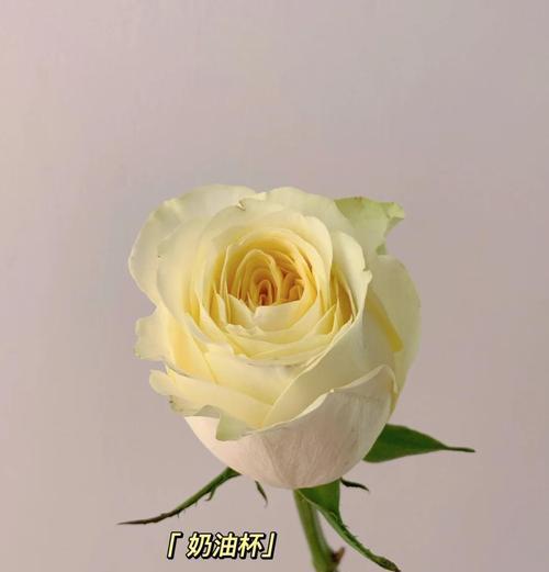 清净是什么的花语？清净花语代表了哪些情感？