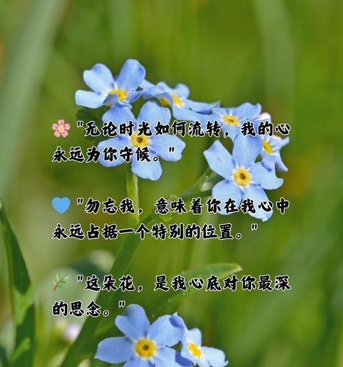 清净是什么的花语？清净花语代表了哪些情感？