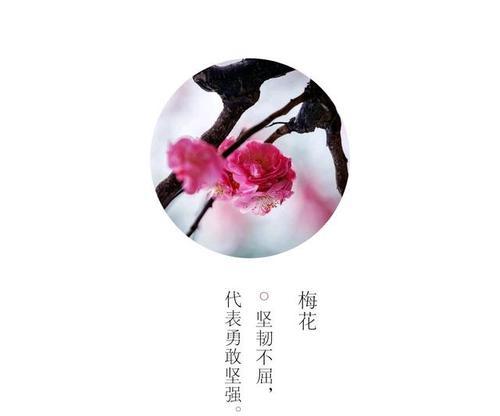 清净是什么的花语？清净花语代表了哪些情感？
