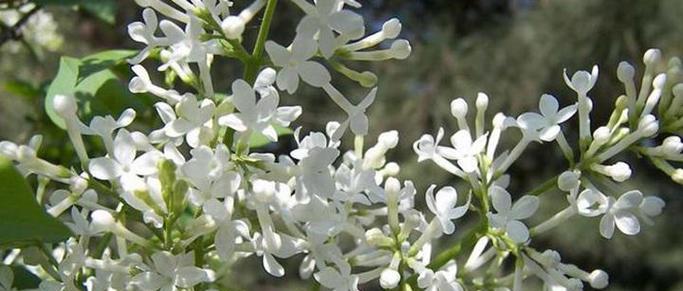 恰似丁香花的花语什么意思？丁香花的寓意是什么？