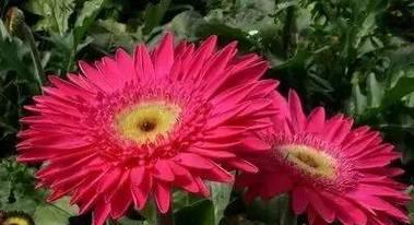 红色菖蒲的花语是什么？它有哪些特别的含义？