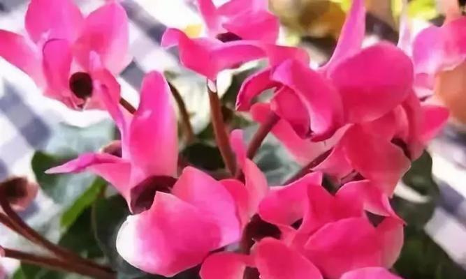 红色菖蒲的花语是什么？它有哪些特别的含义？