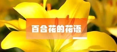 收到对不起鲜花的花语含义是什么？